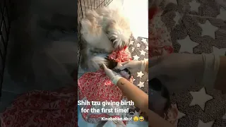 Shih-tzu giving birth for the first time | 5 Puppies