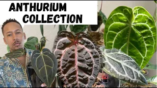 Anthurium Collection 2023