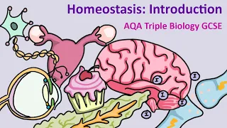 GCSE Science Biology AQA : Homeostasis: What is it and why is it important?