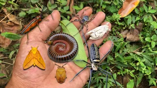 Beautiful moth insects‼️catch orb spider, shield bug, longhorn beetle, millipede then release them