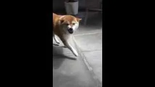 Look at this excited Shiba Inu !!