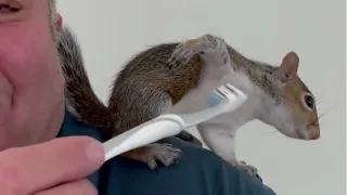 Alvin The Squirrel-  A Squirrel's Tale 2021