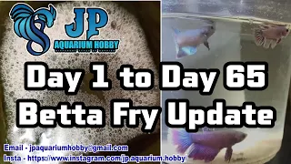 Day 1 to Day 65 Betta Fry Growth Update