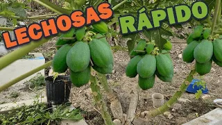 TUS PAPAYAS REVENTARAN CON MUCHOS FRUTO Y RAMAS