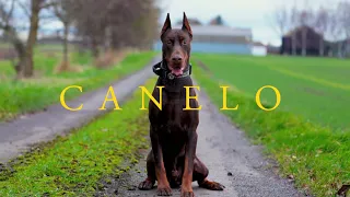 Canelo The Doberman - Family Protection Dog