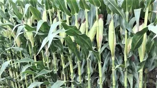 High Yield Maize Farming | Podcast