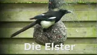 Die Elster