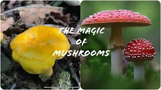 Mushroom Hunting: Chanterelles & Magic Mushrooms! #CookingWithKevin