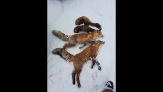 Охота на лис капканами. Видео от Игоря.