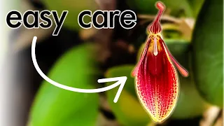 Tiny But Mighty: Restrepia Orchid - Care Guide & Plant Tour