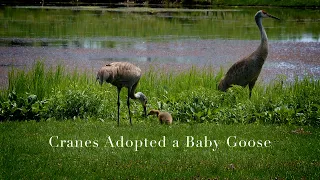 Cranes Adopted a Baby Goose