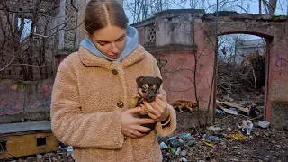 Tiny Stray Puppy Raised by Cats at Cat’s Colony