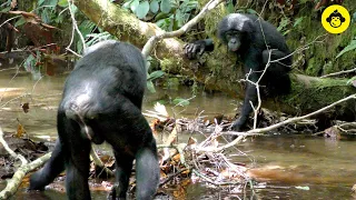 Wild bonobos in the river!【Observations of Bonobos #14】