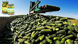 Million Tons Cucumber Harvest Machine - How Pickles are made - Cucumber pickles processing factory