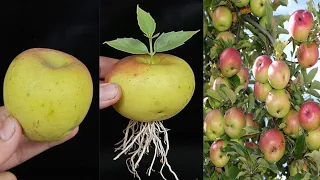 Unique Skill How to grow apple tree from apple fruit || How to make an apple tree easily from apples