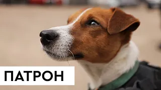 🐶 ПАТРОН: як маленький пес збирає мільйони переглядів, допомагаючи нашим саперам — ICTV