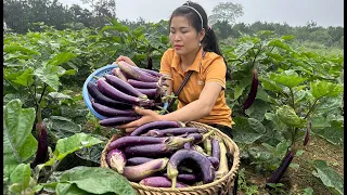 Harvesting Eggplant Garden Fresh Fruits in the Village goes to the market sell | FREE LIFE