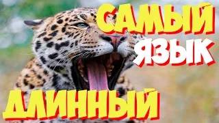 Самый длинный язык в мире | Самый длинный в мире язык