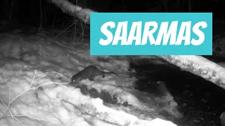 Saarmas (Lutra lutra;  Eurasian otter)... Eesti elurikkus