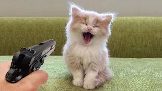 Funniest Animals 2023 😂 Best Funny Cats and Dogs 😺🐶 Part 34 | Pets Corner