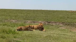 The lion which kill Bob junior known BoB killer Already taken his Daughter