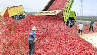 How Millions of Hot Red Chilli Peppers Are Hand-Harvested by Farmers in Turkey