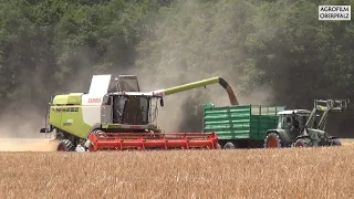 Dreschen zu Ostern - Claas Lexion 660 - Lohnmähdrusch Macht