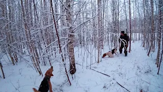 Охота с гончими собаками на зайца. И охотники довольны и зайцы целы и гонцы отработали на отлично.