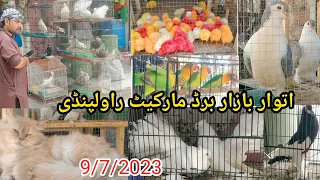 Sunday Pets & Animal Market Rawalpindi | Fancy Pigeon | Cats | Parrots | Birds Market Price ToDay !