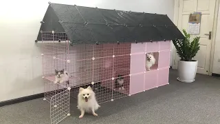 DIY Dog House - How To Make Four-level House for Pomeranian Puppies and Smieszne Koty | MR PET