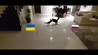 доброго вечора ми з України #recommended #ukraine #funny #cats #like4like #youtube #dancebattle