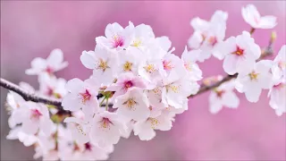 Spring piano relaxing music, Musique relaxante piano printemps, Весенняя Расслабляющая музыка