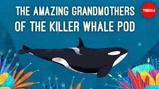 Inside the killer whale matriarchy - Darren Croft