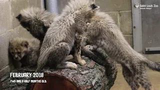 Eight Cheetah Cubs at the Saint Louis Zoo Turn 1