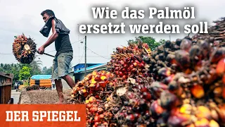 Palmölproduktion im Labor: Wie das weltweit meistgenutzte Pflanzenöl ersetzt werden soll