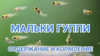 МАЛЬКИ ГУППИ. УХОД , СОДЕРЖАНИЕ И КОРМЛЕНИЕ