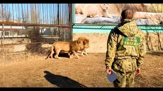 Лев Малыш НАВОДИТ ПОРЯДКИ в вольере , Чук прячется !