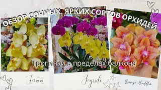 Сорта орхидей, цветущие шапками цветов.Сорт Ферарра, Джорайд, Пиниф, Кадилак, Бронзовый Будда.