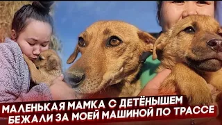 Мамку с малышом выкинули в поля😱 | Они бежали за моей машиной, когда я начала останавливаться 😥