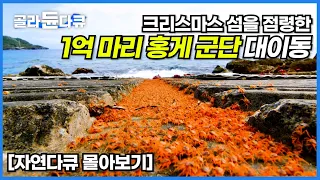 ❤️크리스마스 다큐 몰아보기❤️ 섬 전체를 뒤덮은 1억 마리 홍게들의 대이동에 도로까지 통제된 크리스마스섬! 산란을 위해 이동하는 홍게 군단🦀│자연 다큐│다큐프라임│#골라듄다큐