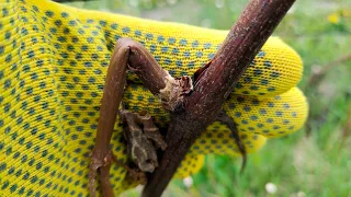 Заморозки. Когда удалять вымерзшие побеги винограда? / Frost. When to remove frozen grape shoots?