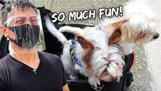 Taking Our Dogs To A Crowded Place For The First Time - July 19, 2021 | Vlog #1274