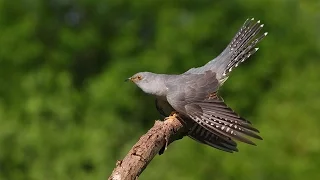 Ирина Большакова-Кукушка (из репертуара Виктора Цоя )