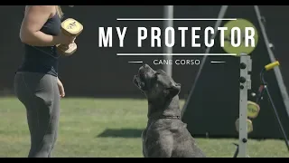 CANE CORSO: BEST DOG PROTECTOR (Meryl and Marco)