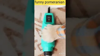 tik tok chó phốc sóc mini 😍 funny and cute pomeranian video/pomeranian dog #DOGS #pomeranian #333