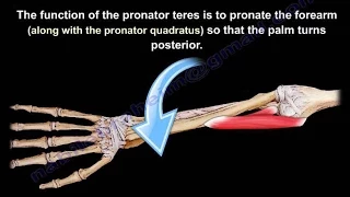 Anatomy Of The Pronator Teres Muscle - Everything You Need To Know - Dr. Nabil Ebraheim