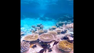Malediven, Drift Thelu Veliga, Snorkeling 21.03.2022
