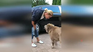 Как встречают Ольгу Орлову ее собаки