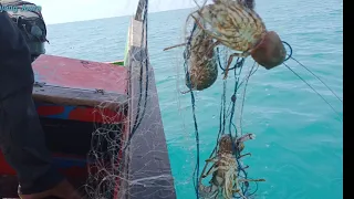 Menjaring Udang Lobster Coba Lihat Hasilnya