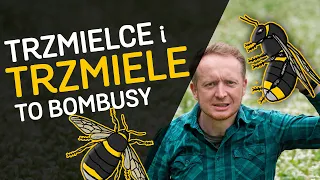 Trzmiele, trzmielce czy bąki? 🐝 Wszystko o bombusach - o Lesie #44